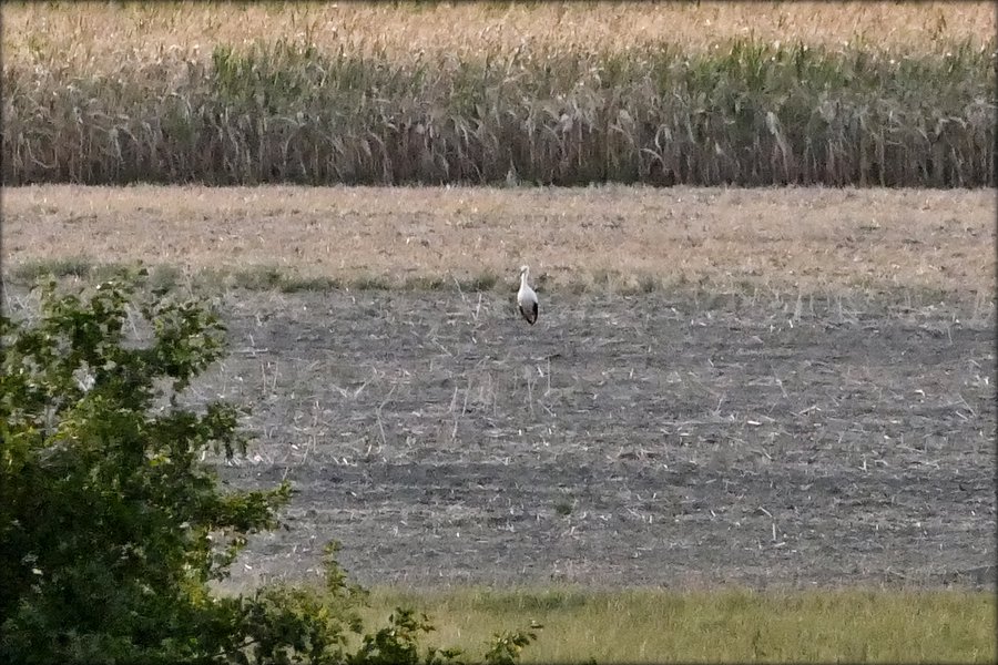 Storch 150818