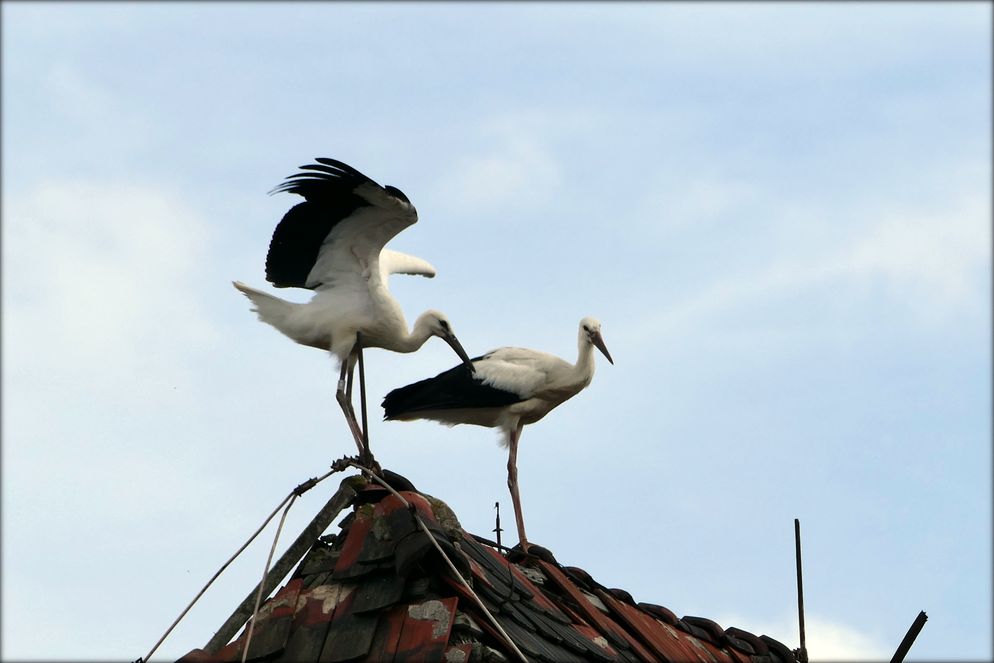 storch7